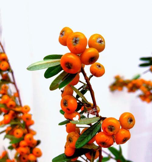 火棘果的花语是什么意思？火棘果代表什么？