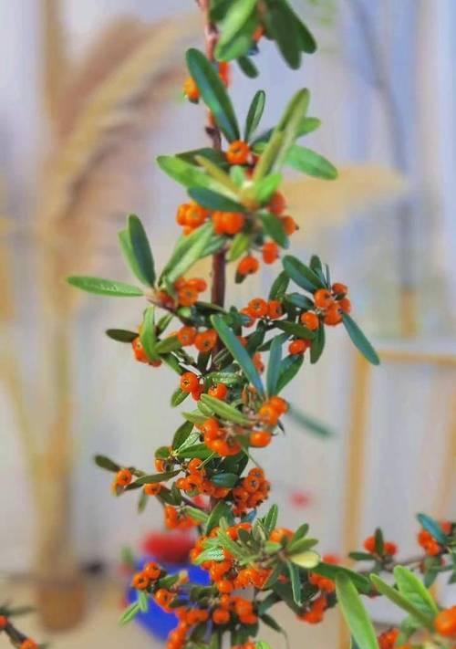 火棘果的花语是什么意思？火棘果代表什么？