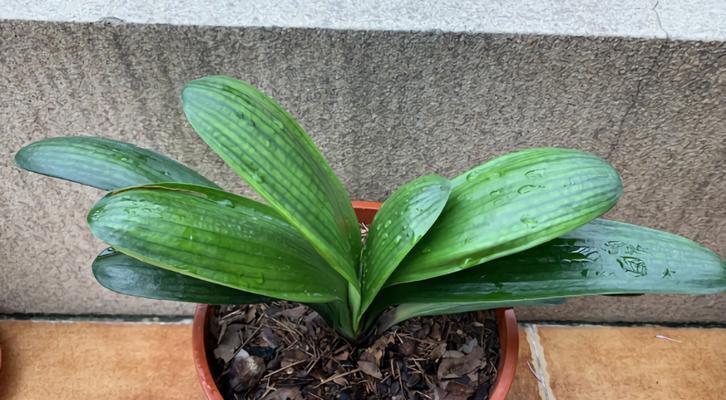 散叶胜利君子兰属于哪个品种？它的特点是什么？