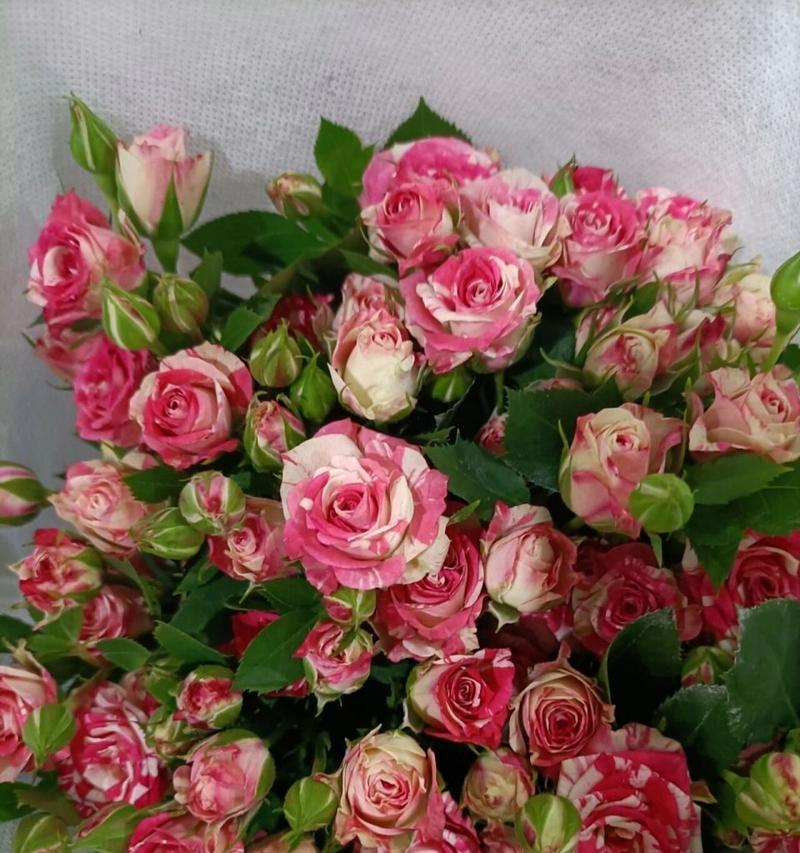 玫瑰花多头品种有哪些？各自的名称是什么？