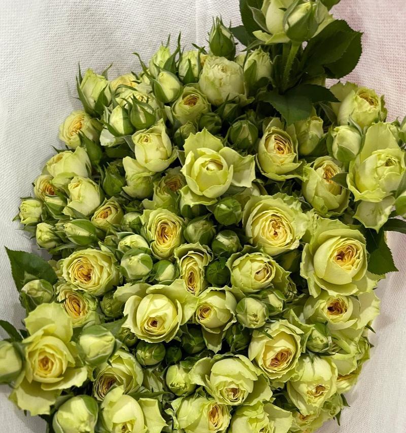 玫瑰花多头品种有哪些？各自的名称是什么？