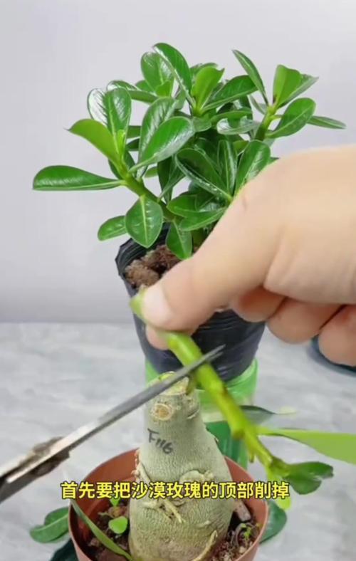 新娘玫瑰花的种植方法是什么？如何保持其美丽？