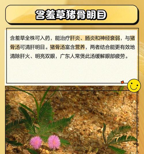 含羞草的特点和功效是什么？含羞草的花语代表什么？