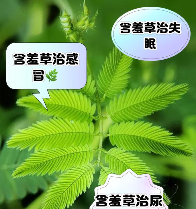 含羞草的特点和功效是什么？含羞草的花语代表什么？