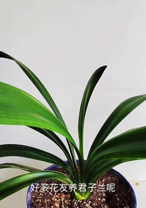君子兰嫁接时应选择哪种植物？