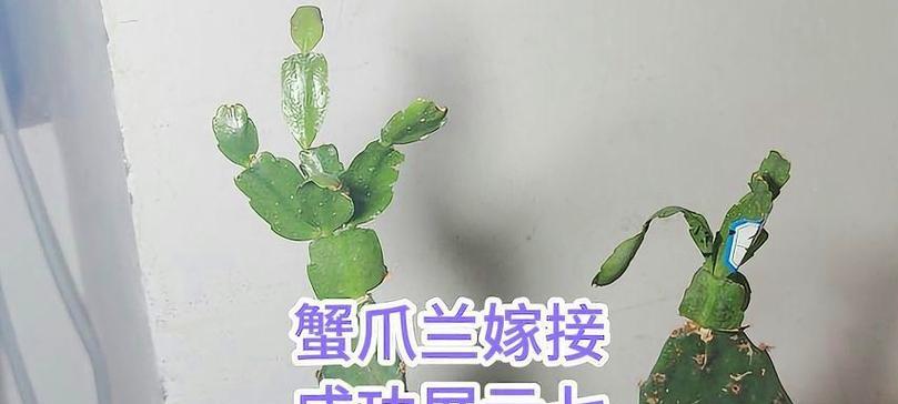 君子兰嫁接时应选择哪种植物？
