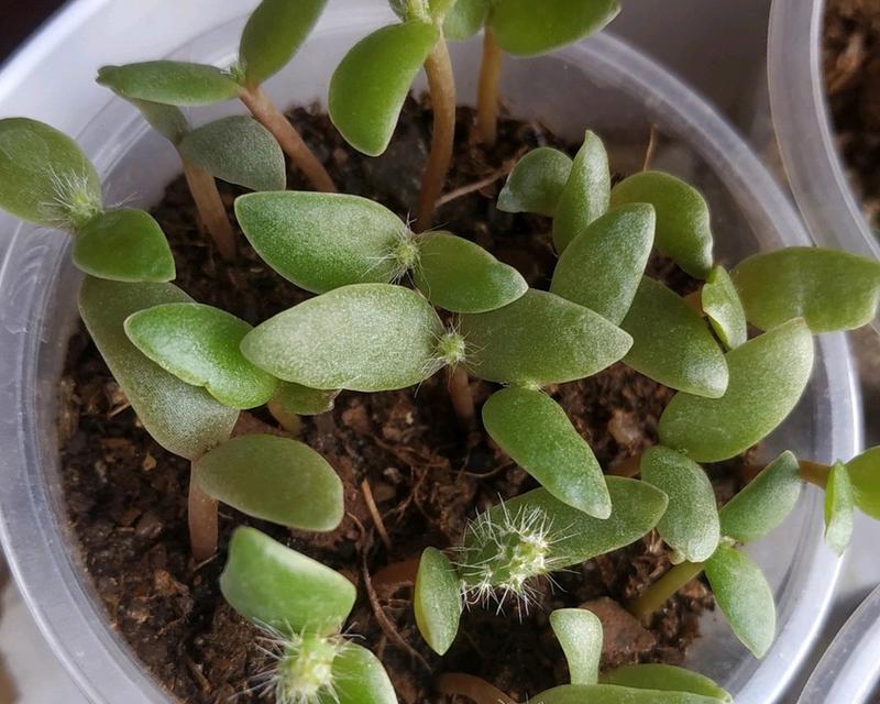 透明盆仙人掌的种植方法是什么？如何正确种植透明盆仙人掌？