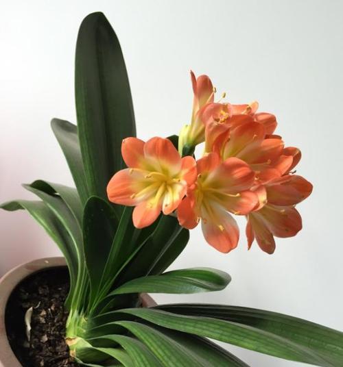 君子兰打花苞后多久能开花？