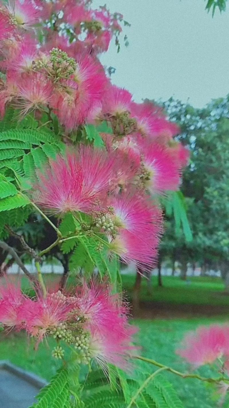 合欢花的花语有哪些含义？