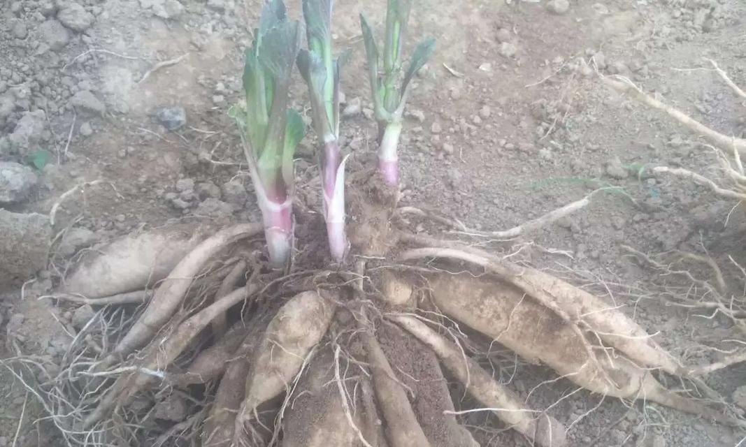 大丽花球象征着怎样的情感？