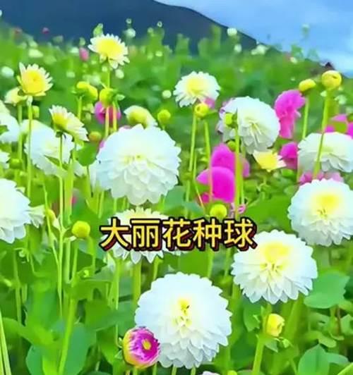 大丽花球象征着怎样的情感？