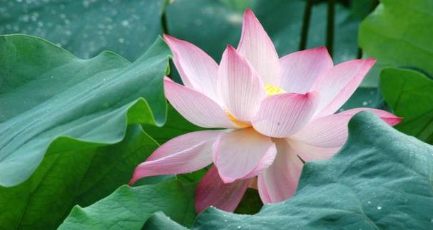 水莲花的寓意和花语是什么？