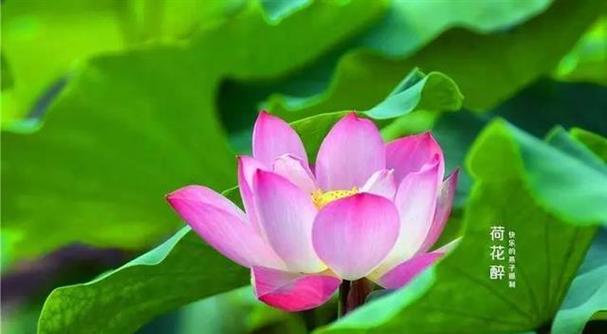 水莲花的寓意和花语是什么？