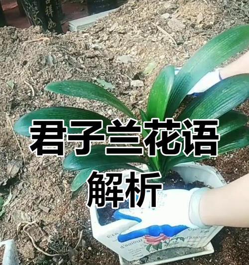 君子兰的花语代表什么？