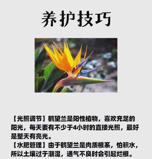 什么话的花语是给你自由？这种花语表达了哪种情感？