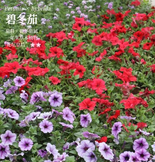 皇后的风采花语是什么？它象征着怎样的女性魅力？