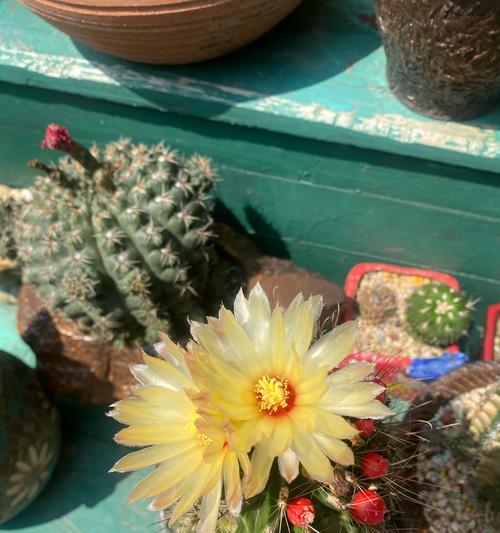 丽花的花期一般持续多久？仙人球的养护要点是什么？