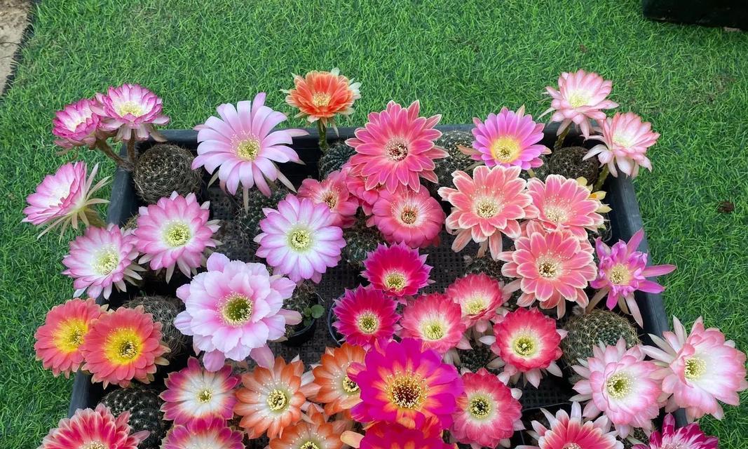 丽花的花期一般持续多久？仙人球的养护要点是什么？