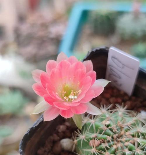 丽花的花期一般持续多久？仙人球的养护要点是什么？