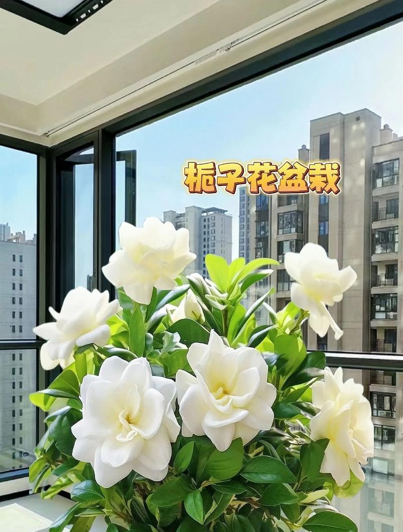 哪种花语代表坚强不惜？