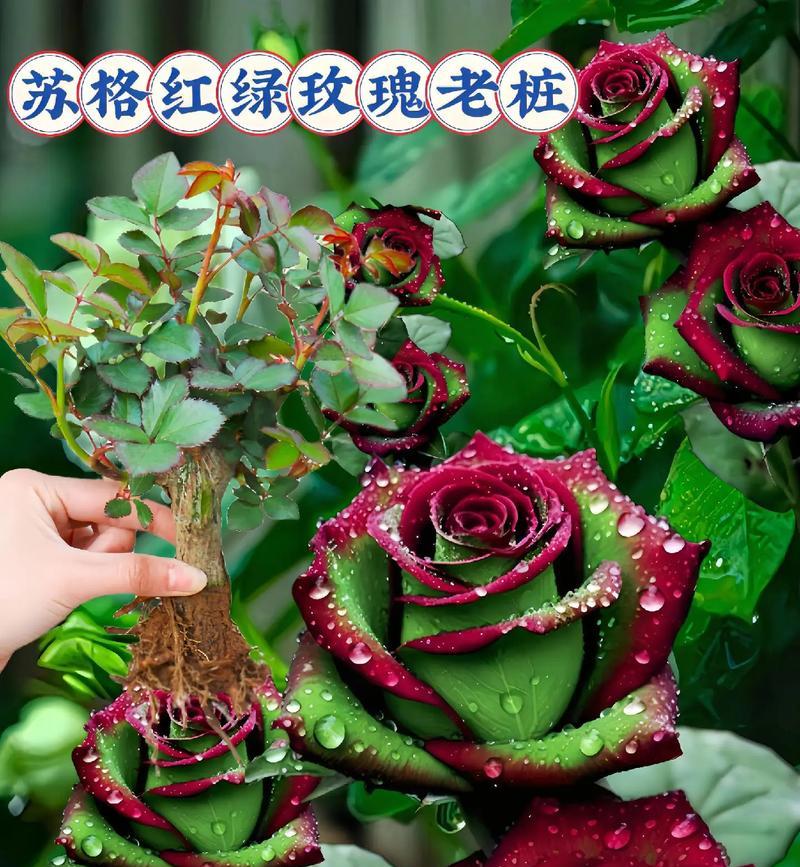 哪些玫瑰花品种特别珍稀？