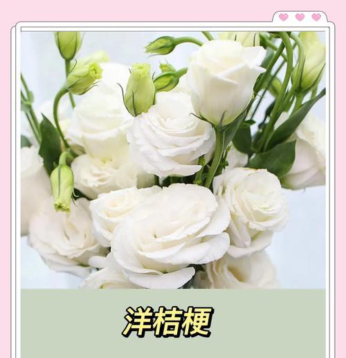 多瓣洋桔梗的花语代表什么含义？