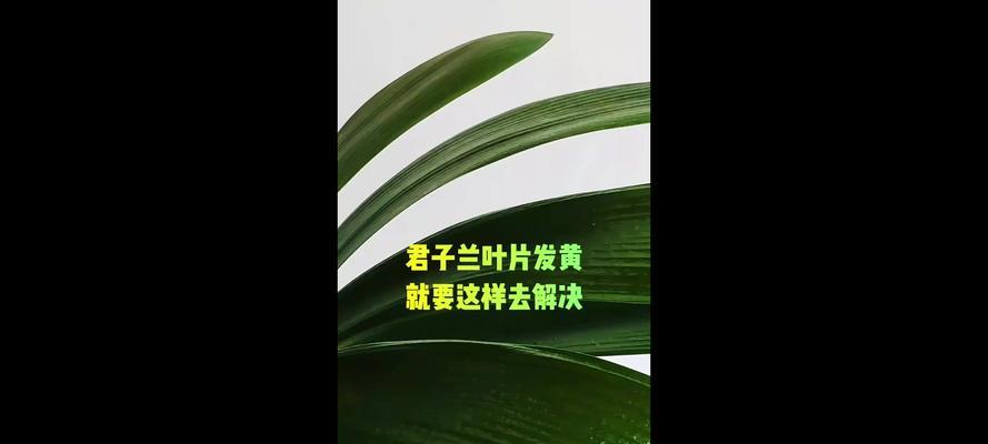 君子兰叶片前端发黄是什么问题？