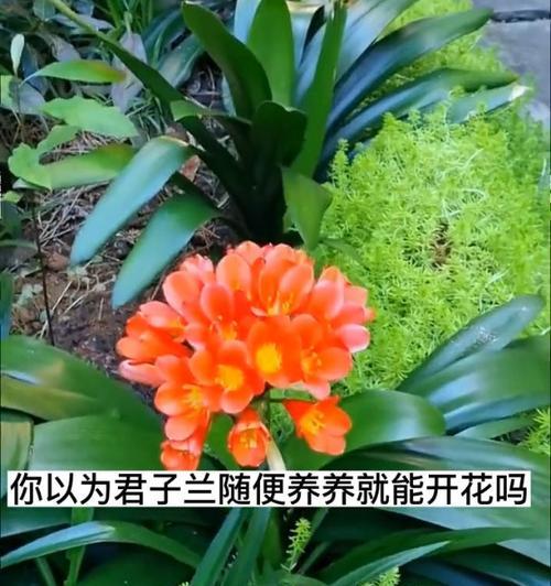 君子兰叶片前端发黄是什么问题？