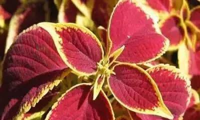 霸王芋的花语是什么？这种植物的花语有何特别之处？