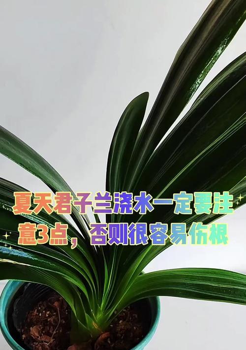 新长出的君子兰浇水需要注意什么？