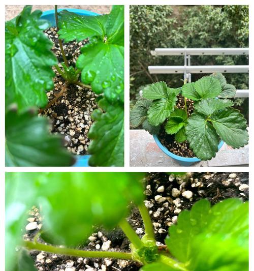 粉玉草莓象征着什么花语？