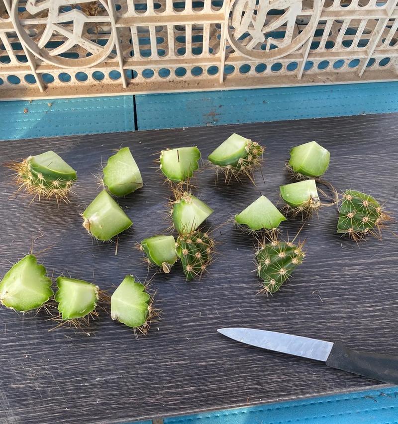 嫁接仙人球需要什么刀具？刀具的选择标准是什么？