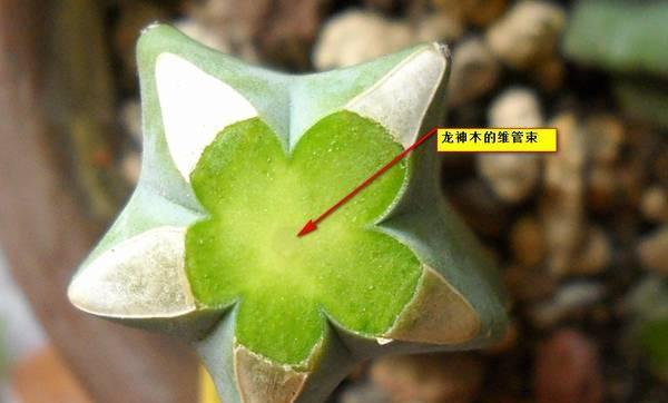 嫁接仙人球需要什么刀具？刀具的选择标准是什么？