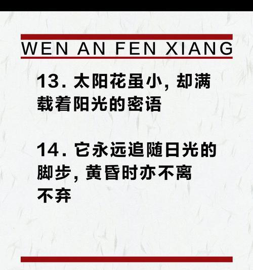 太阳花友情的花语是什么？太阳花代表友情吗？