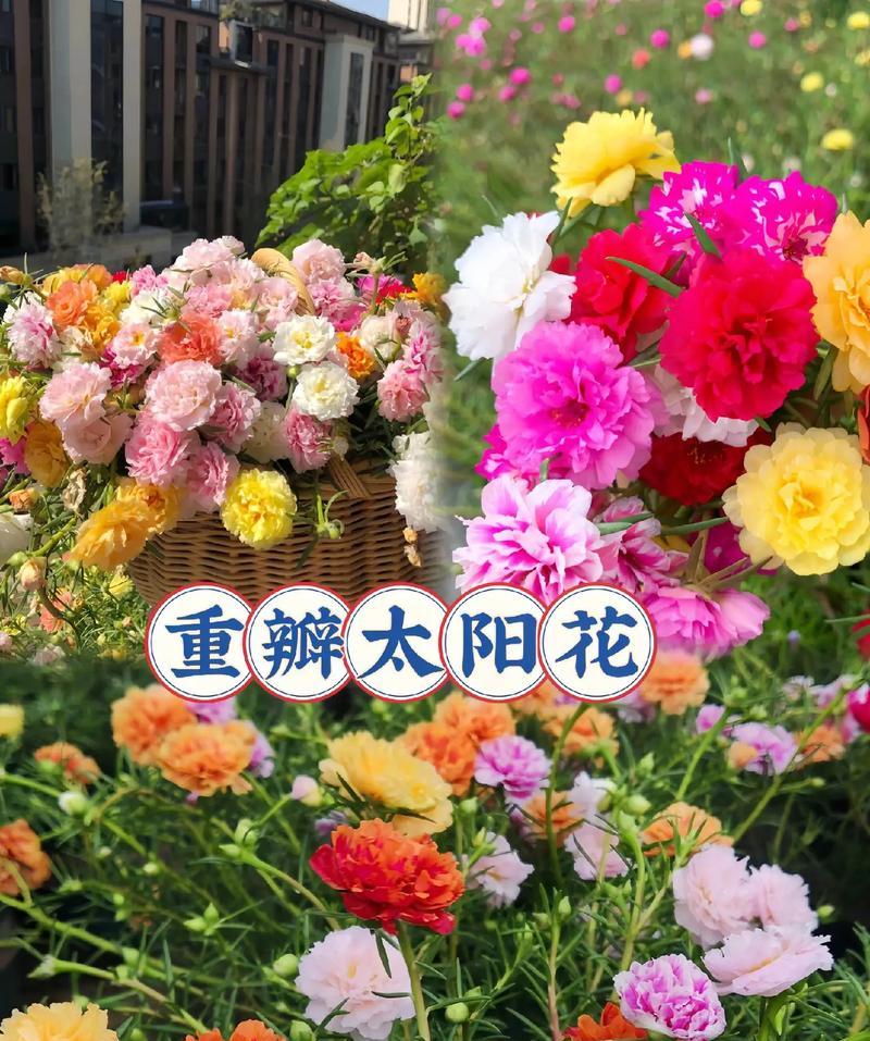 太阳花友情的花语是什么？太阳花代表友情吗？