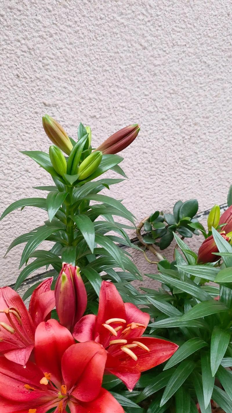 粉百合代表的花语含义是什么？