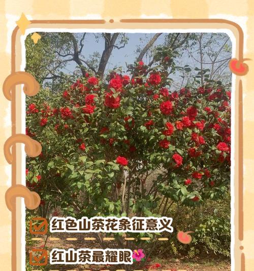 山茶花语的正确拼音是什么？山茶花语代表什么？
