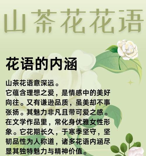 山茶花语的正确拼音是什么？山茶花语代表什么？