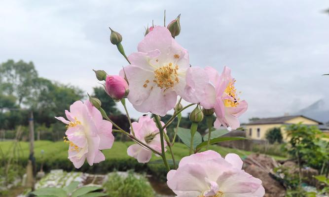 离别的开心花语有何深意？它表达的是什么情感？
