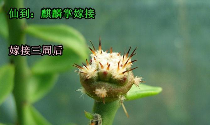 仙人球草球砧木怎么种？需要哪些步骤？