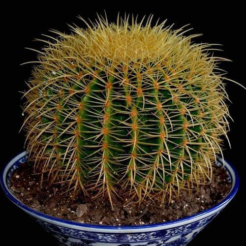 龙蛋仙人球夏天养殖需要注意什么？