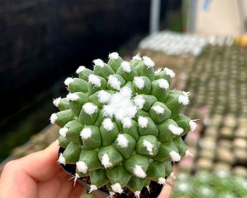 仙人球雪糕开花的特殊技巧是什么？如何让它开出不同颜色的花？