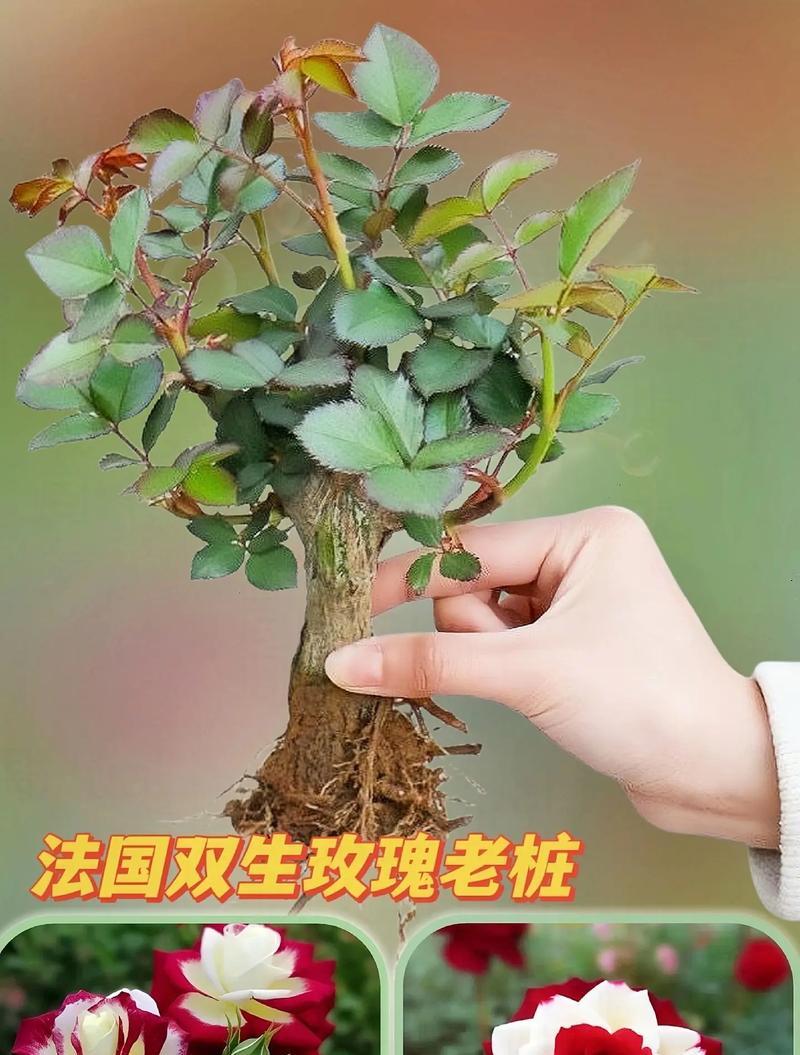 树盆栽玫瑰花的养护要点是什么？