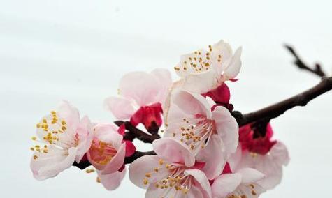杏花的花语代表什么含义？