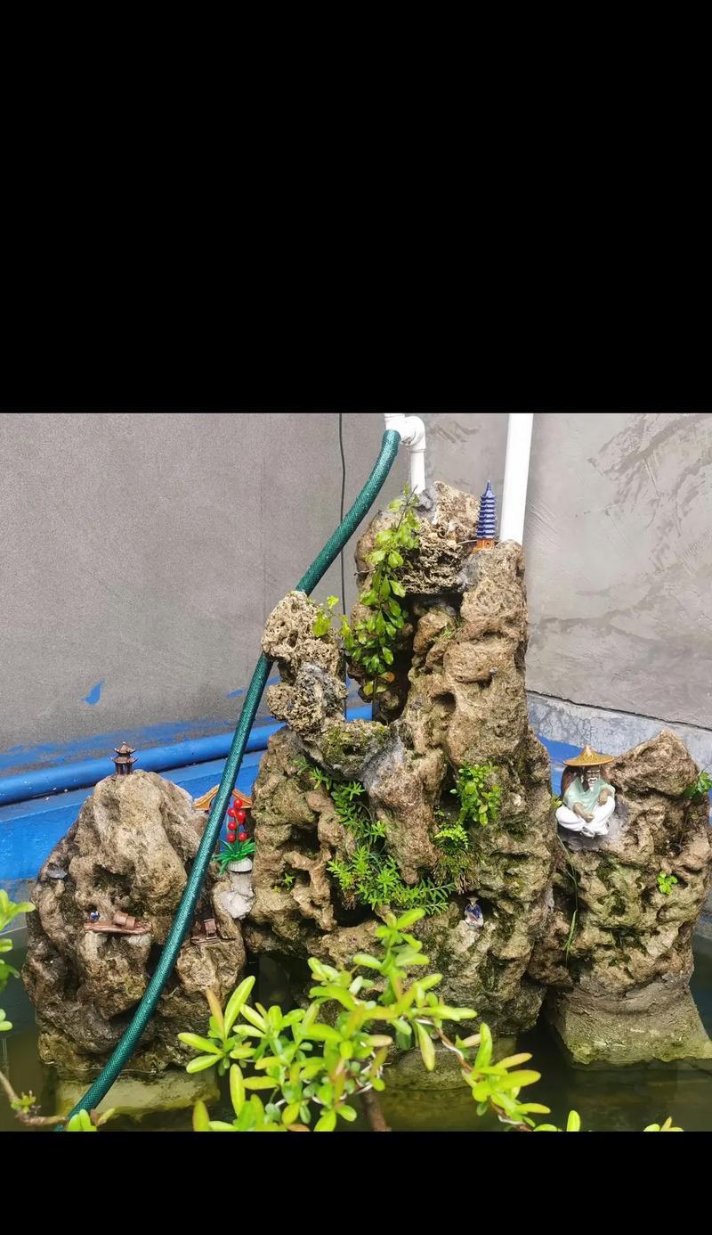 花语梦情代表什么？花语梦情的含义是什么？