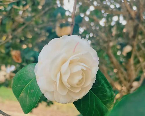 哪种花代表可爱？可爱的花语是什么？