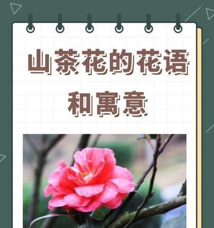 哪种花代表可爱？可爱的花语是什么？