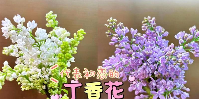 哪种花代表可爱？可爱的花语是什么？