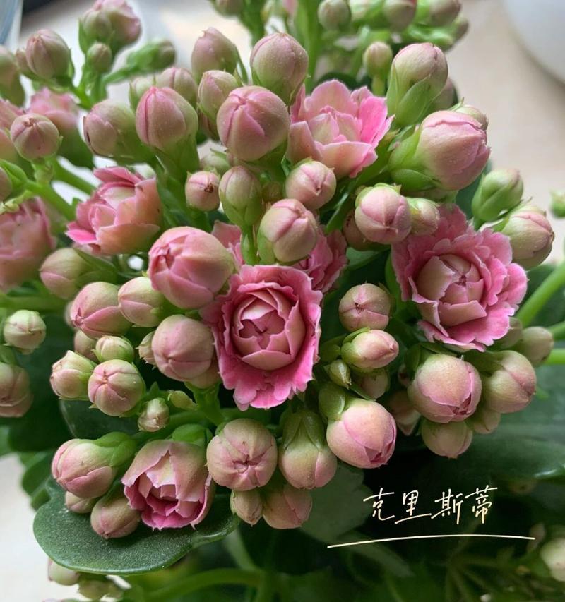 长寿花和牡丹花的相似之处是什么？如何正确养护长寿花？