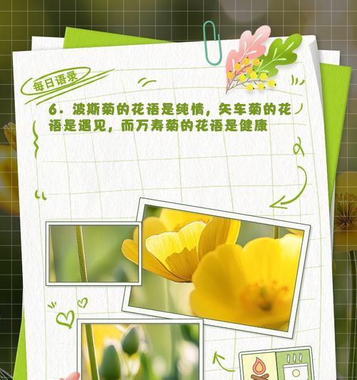 菊花麦穗的花语是什么？它代表了什么？